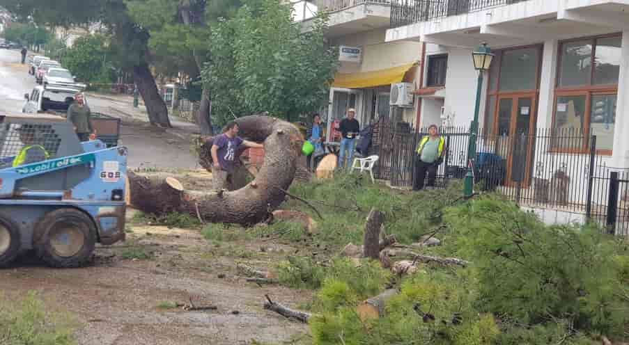 κοπή δέντρα Θεσσαλονίκη σε ιδιωτικό χώρο με αλυσοπρίονο τιμή
