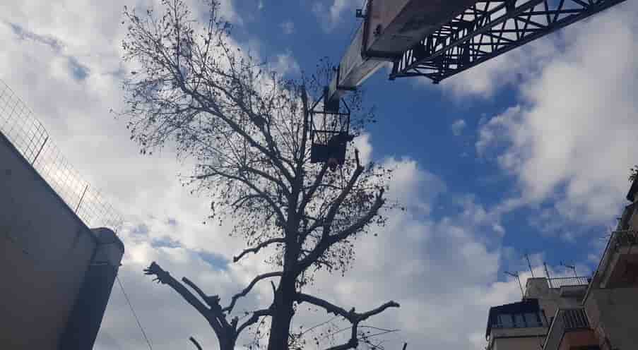 κόψιμο δέντρων Θεσσαλονίκη με ανυψωτικά οχήματα