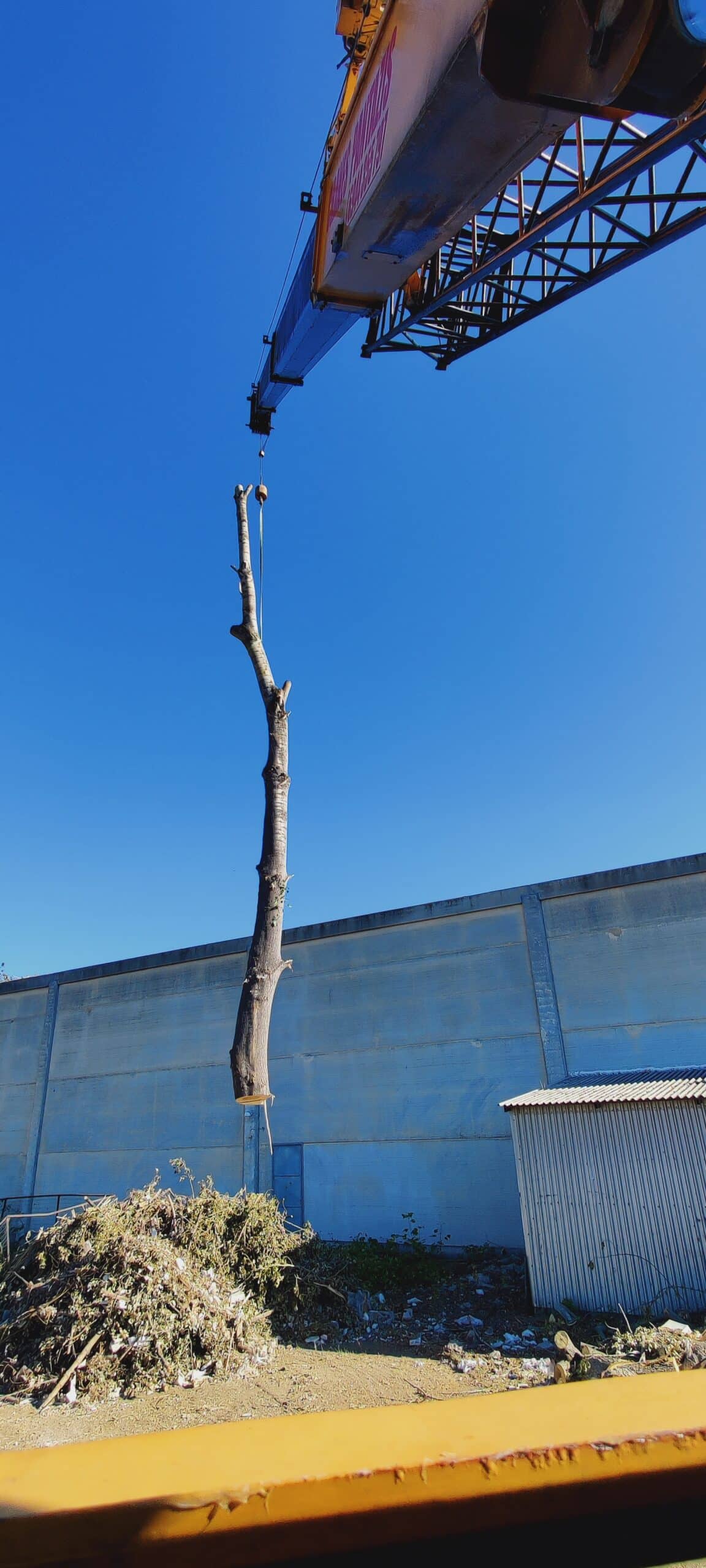 κοπή ψηλό και επικίνδυνο δέντρο με γερανό